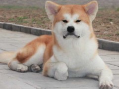 日本秋田犬好养吗?