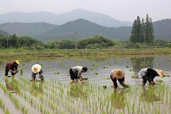 梦见种田是什么意思 女人梦到和别人一起种田有什么预兆