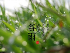 关于谷雨的谚语和诗句有哪些,,谷雨的来源