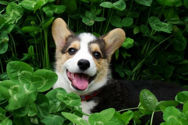 柯基犬吃什么狗粮好 柯基犬最大能长多大