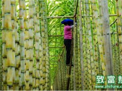 2000多亩蔗田减产近五成,是怎么了