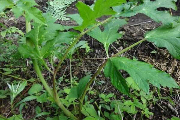 野菜山芹的采摘和清洗方法 山芹什么季节有（几月份）