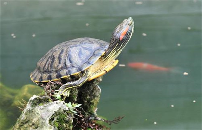 环境