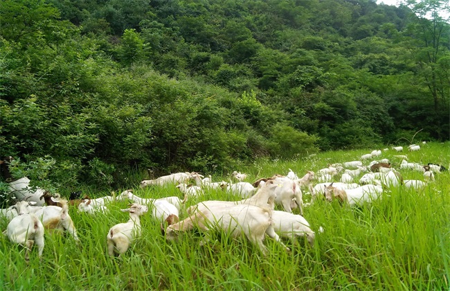 白山羊 养殖 技术