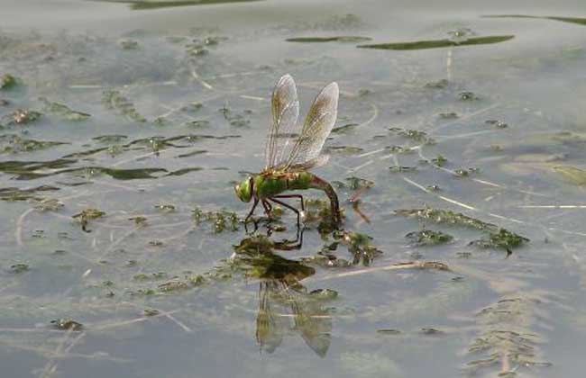 蜻蜓点水