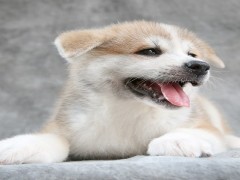 如何鉴定真假秋田