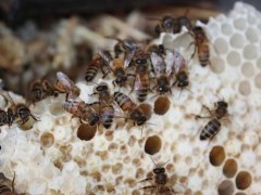 蜜蜂饲料配置方法