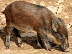 特种野猪青绿饲料的选择技术