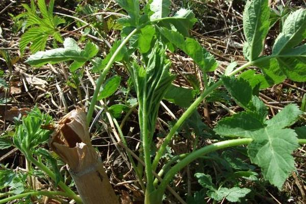 野菜山芹的采摘和清洗方法 山芹什么季节有（几月份）