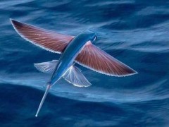 梦见鱼在天上飞是什么意思,女人梦到很多鱼在天上飞有什么预兆
