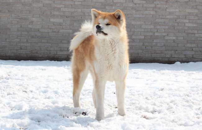 秋田犬性格