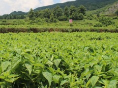 山区适合种植什么药材?千米海拔高山区和低山区有很大不同