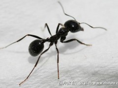 蚂蚁的采收和加工