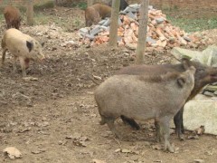 野猪破伤风的治疗方法