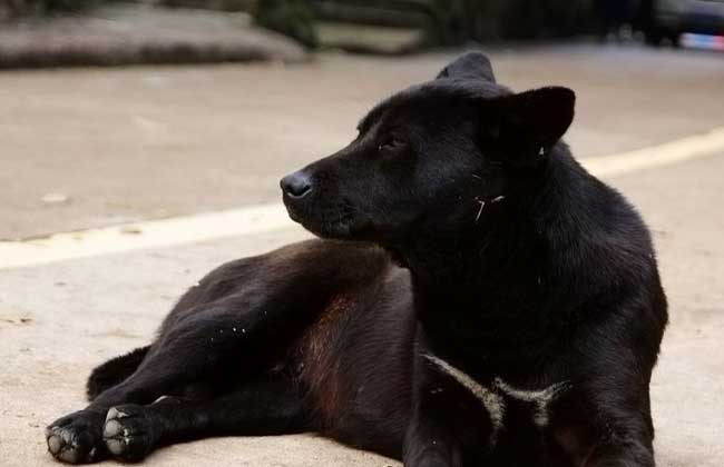 中华田园犬怎么养