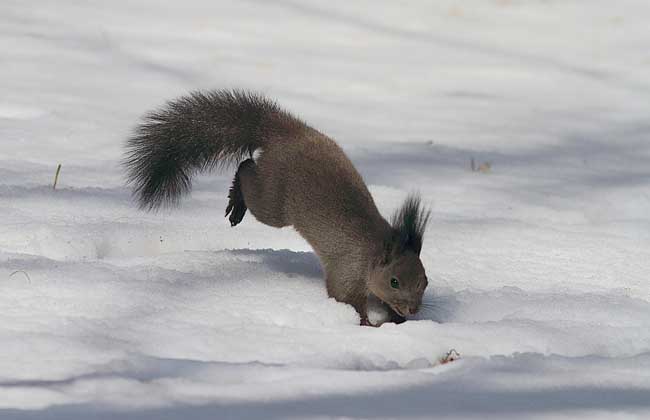 雪地松鼠养殖方法