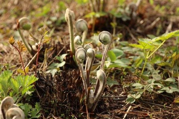 5种适合人工种植的野菜，好种前景好利润高