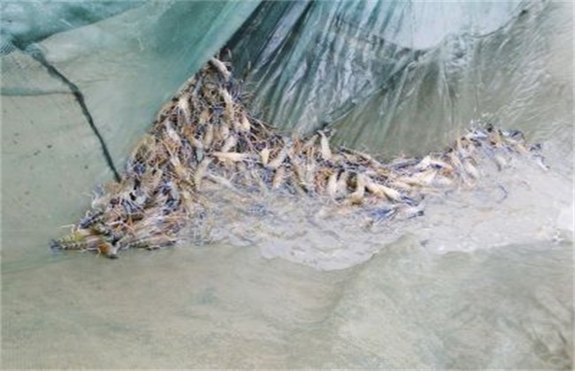 罗氏沼虾的养殖技术