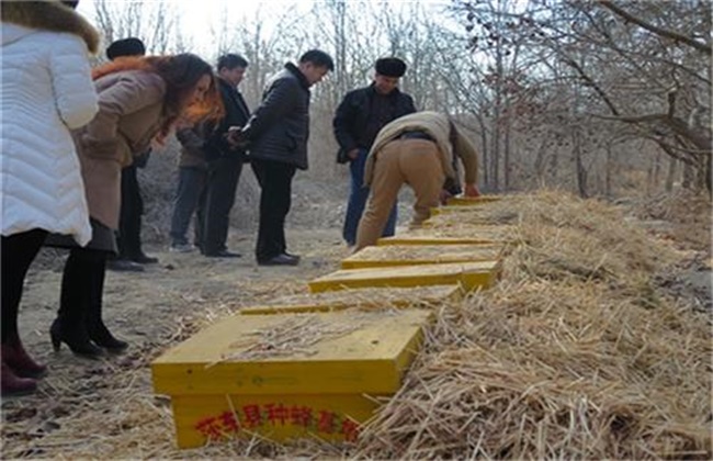 中蜂越冬期应激反应原因及防治方法