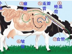 牛反刍的特点