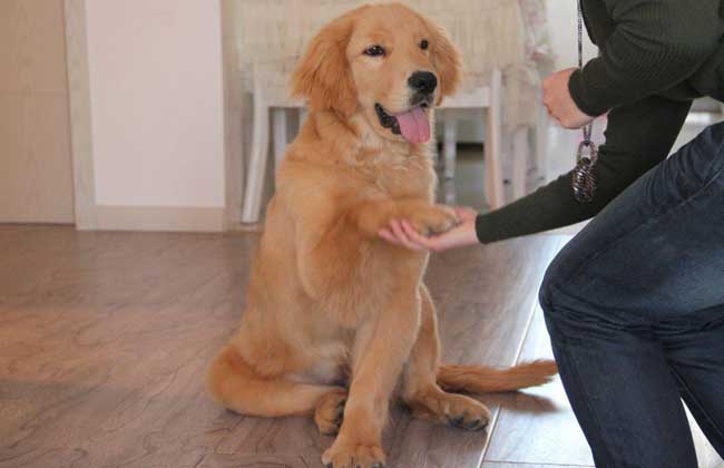 金毛犬配种