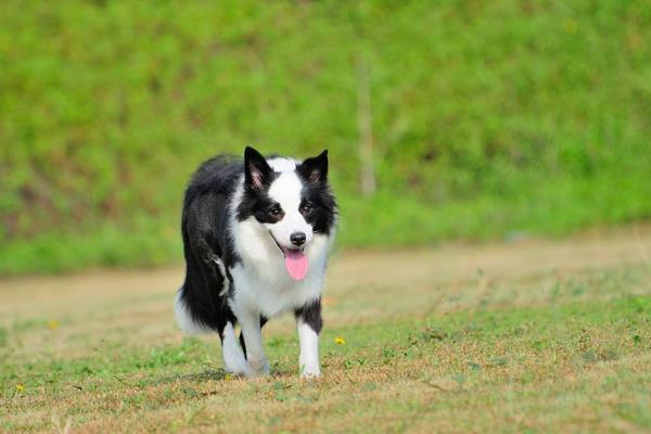 边境牧羊犬吃什么食物 边牧幼犬喂养注意事项