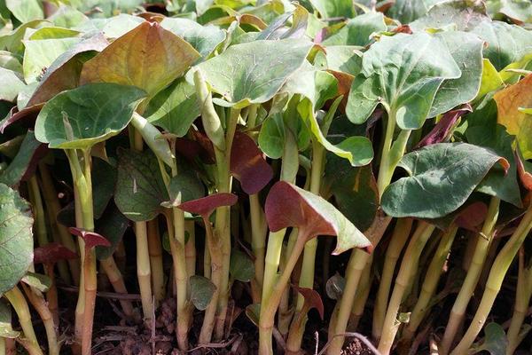 5种适合人工种植的野菜，好种前景好利润高