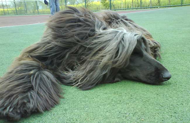 阿富汗猎犬训练