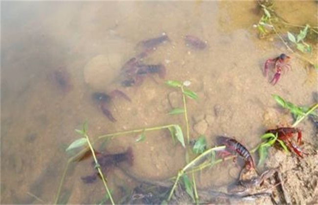 阴雨天 小龙虾池塘 管理要点