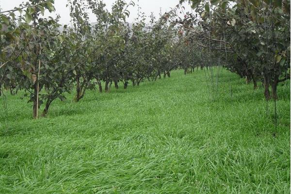 果园适合种植什么药材？需根据果树情况来套种药材