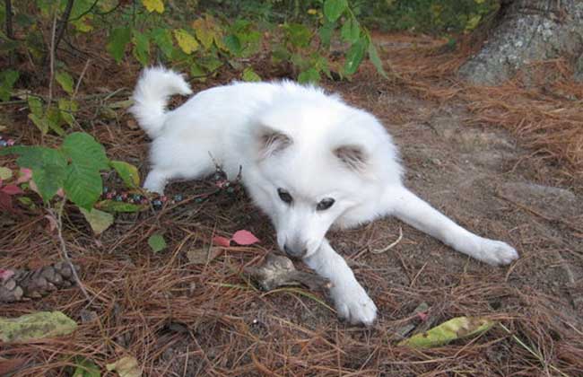 爱斯基摩犬咬人吗