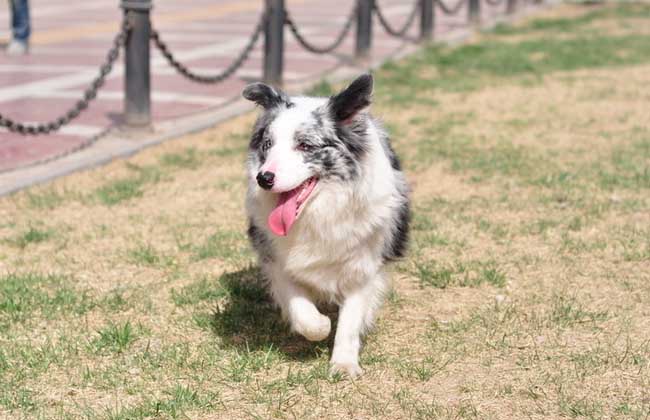 边境牧羊犬智商多高