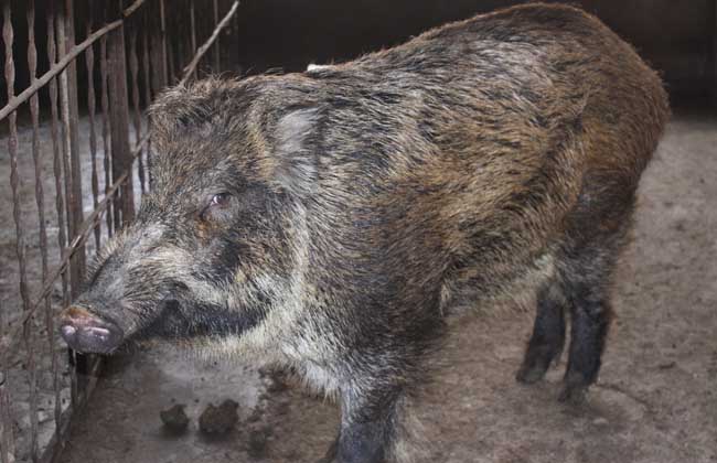 野猪养殖场绿化工作的重要性