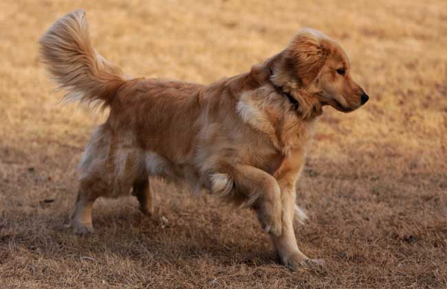 金毛犬有几种颜色