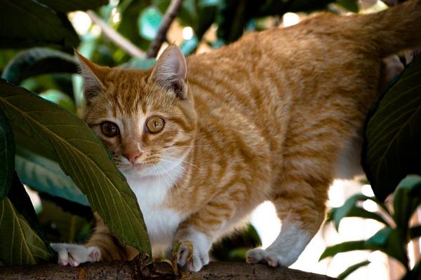 梦见大黄猫是什么意思 女人梦到一只很胖的大黄猫有什么预兆