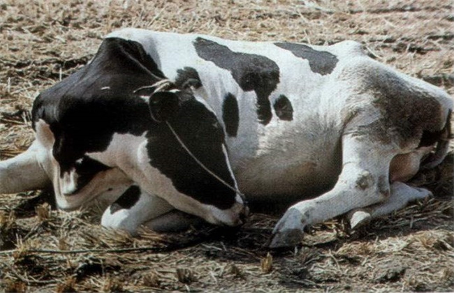 肉牛养殖常见的寄生虫症状及防治方法