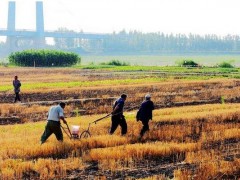 梦见种田是什么意思,女人梦到和别人一起种田有什么预兆