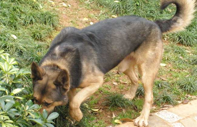 昆明犬和德牧的区别