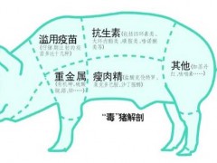 猪饲料中添加瘦肉精的危害