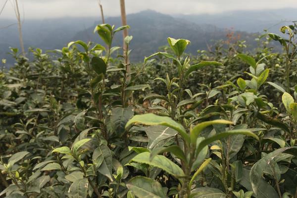 农村荒山种植什么赚钱？分享3个效益好的种植项目