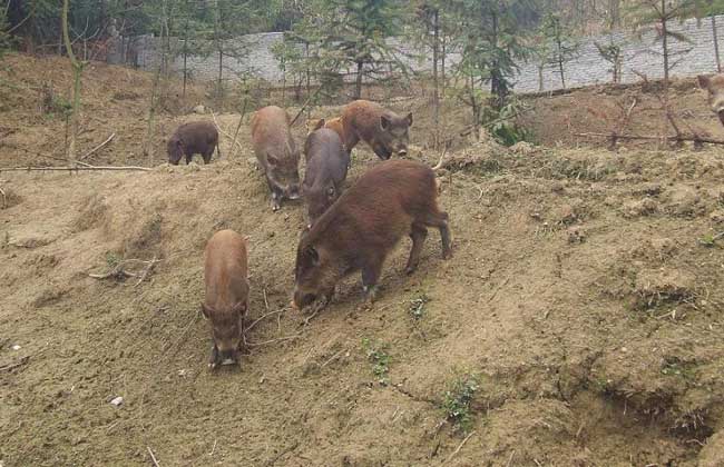 如何为野猪选择优良饲料