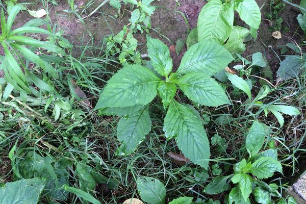 农村种植野菜前景怎么样？选这4种不愁销量