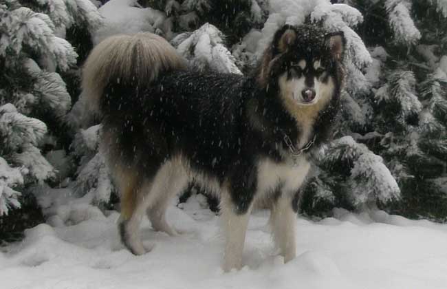 阿拉斯加雪橇犬好养吗