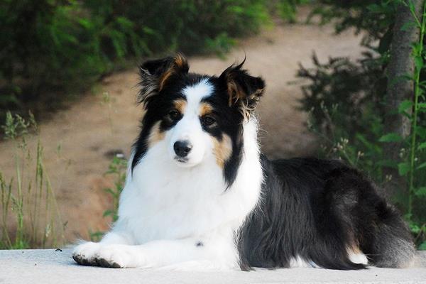 边境牧羊犬吃什么食物 边牧幼犬喂养注意事项