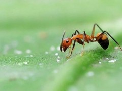蚂蚁如何建造自己的住宅？