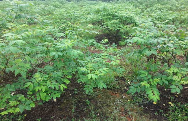 吴茱萸种植技术