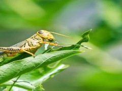 蝗虫呼吸器官在哪个部位？