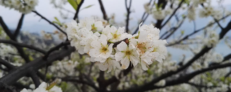 李树保花保果特效药，各时期使用的特效药有所区别