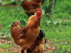 鸡输卵管炎特效药