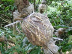 荔枝高压繁殖技术